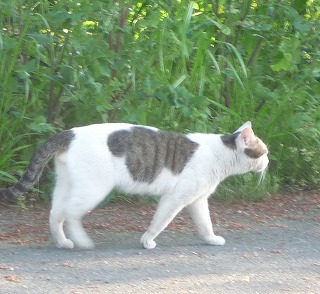 P1010979-ass.jpg