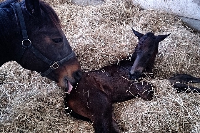 2014-03-02マイドリームラン2014 (2).jpg