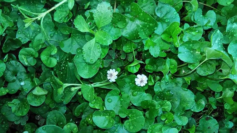 ダイカンドラ グランドカバー Miraiの庭 つれづれに 楽天ブログ