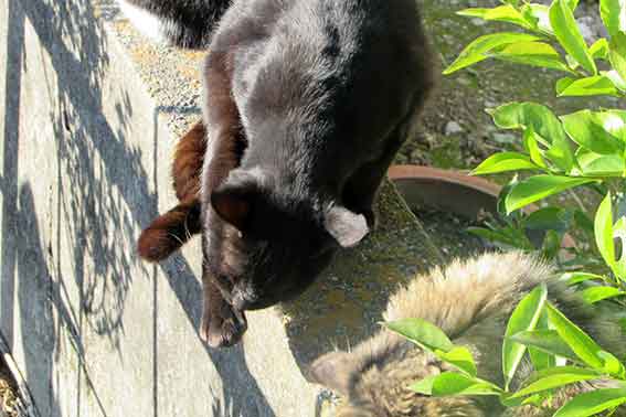 我が家のニャンコ♪2015/12/11-3