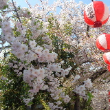 しだれ桜