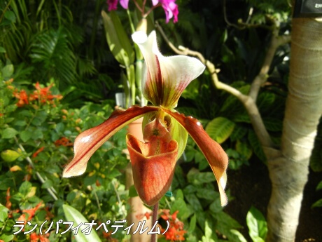 新宿御苑 大温室内の植物