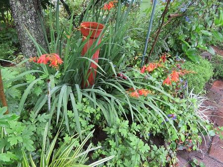 増えすぎるヒメヒオウギスイセン 静かな時が流れる 風の庭 楽天ブログ