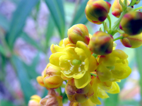 ホソバヒイラギナンテンの花