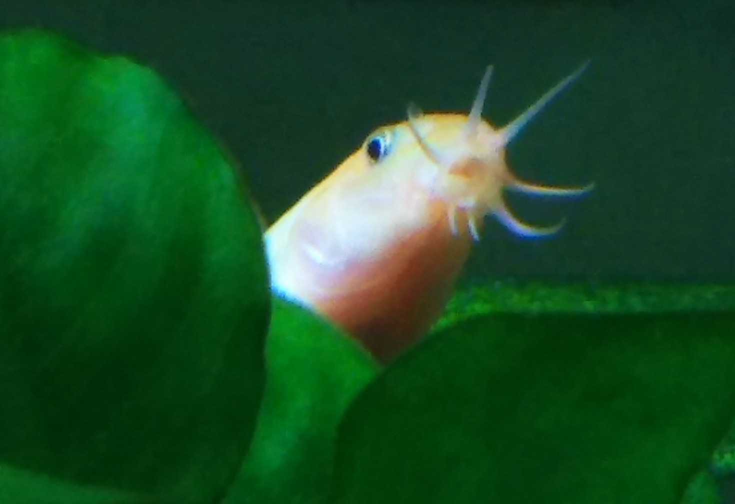 出目金ちゃん ヒドジョウちゃん ガサガサ ヒドジョウ達とマドジョウ ゆうのお料理日記 農業もやるよ ギフテッドの教育法も 楽天ブログ