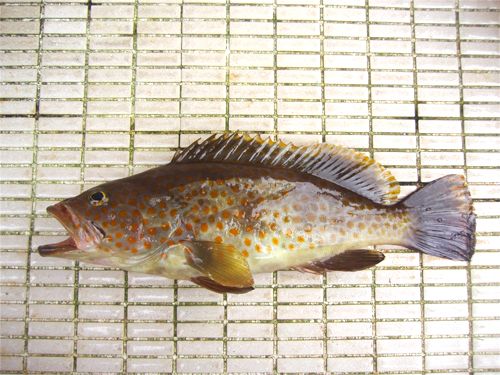 美味しい根魚 種子島 釣り アジゴロウのうはうは日記 In 種子島 楽天ブログ