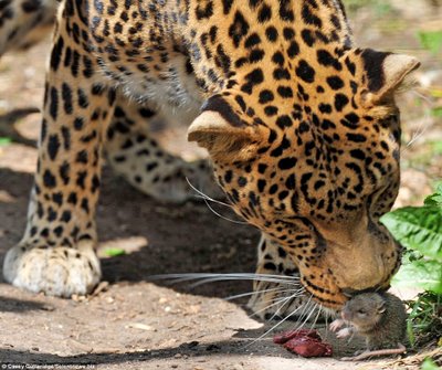 leopardo2.jpg