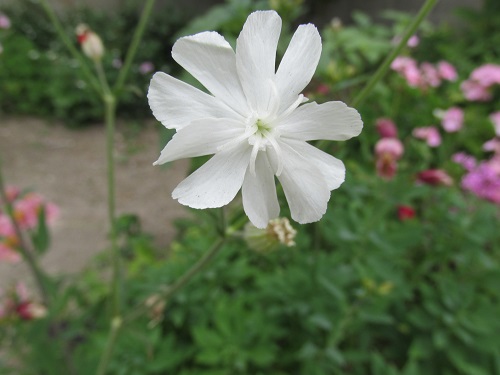 花の名調査中