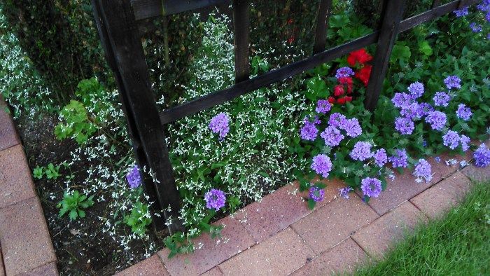 駐車場花壇の花 Miraiの庭 つれづれに 楽天ブログ