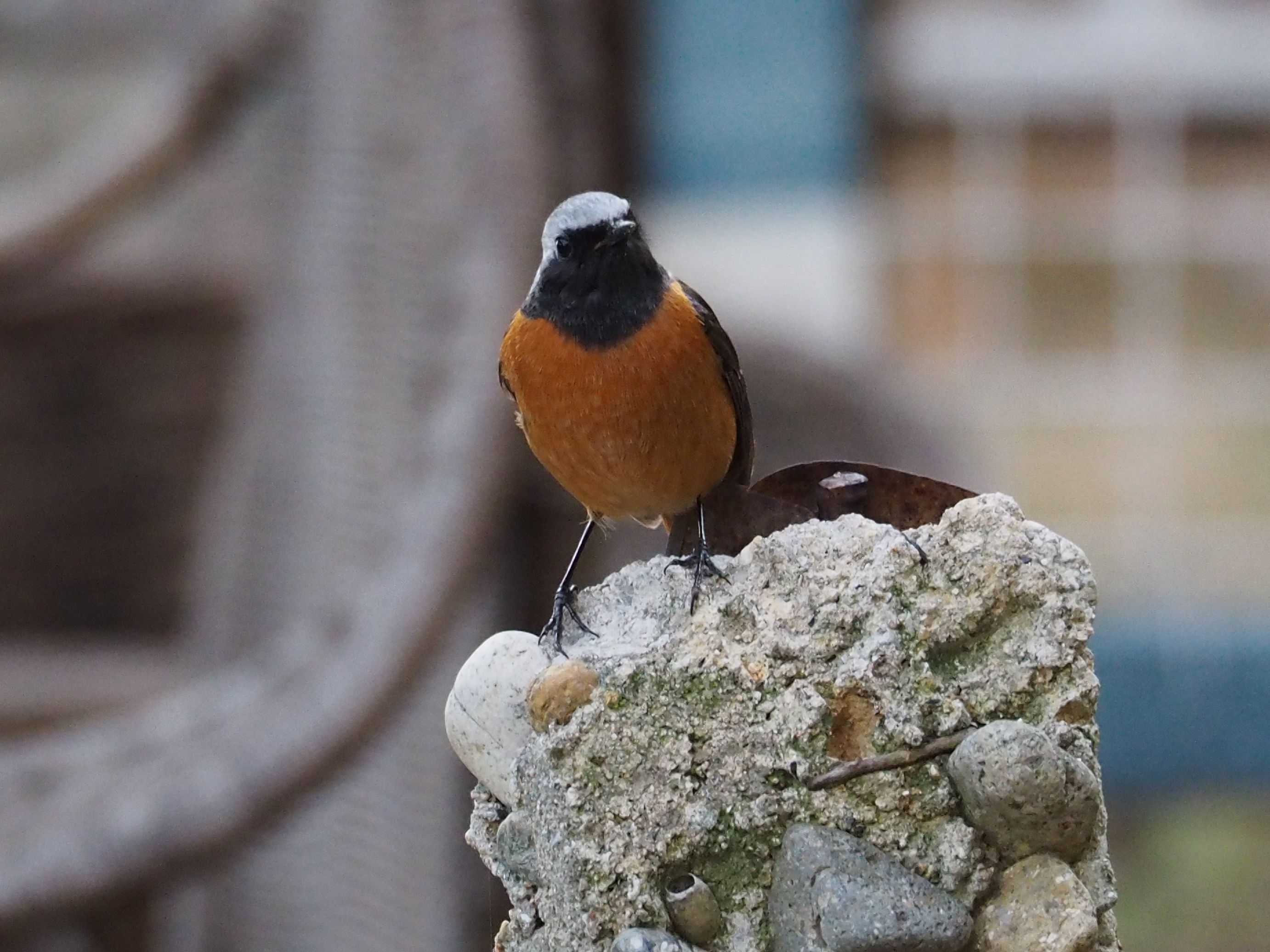 野鳥 時々 日記 楽天ブログ