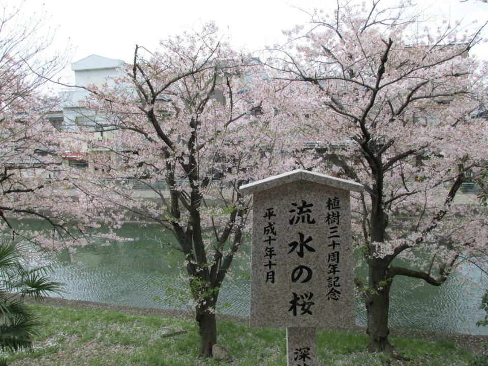 観照 京都 伏見 稲荷の桜 遊心六中記 楽天ブログ