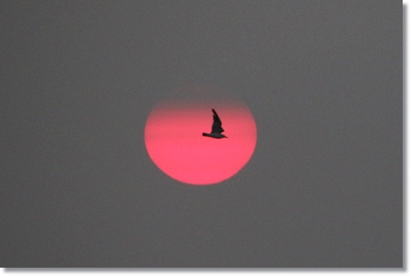 普正寺海岸-3 15.8.7