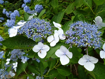 花１