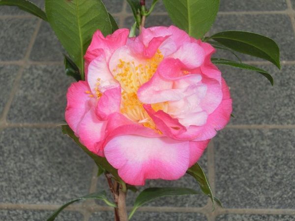 ツバキ「ヌチオズ・ジュエル」開花 | 椿に夢中 - 楽天ブログ