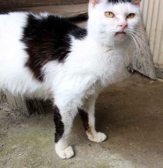 我が家のニャンコ♪2014/01/21-2