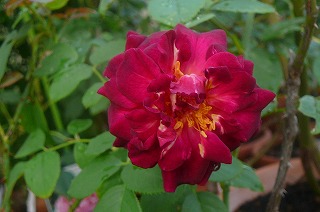 P1340001ss.jpg