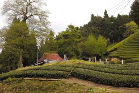 茶畑と墓地.JPG