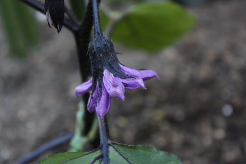 2015052603.JPG