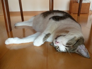 P1090084ss.jpg