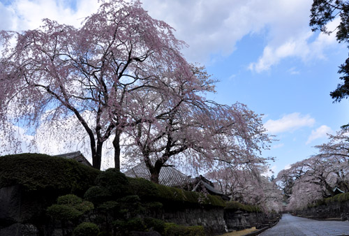 桜３
