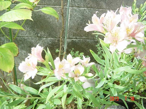 DSC01166.JPG