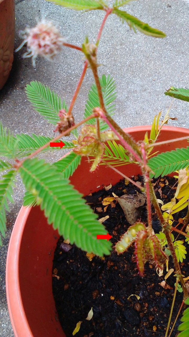 おじぎ草に種が見えてきました 春夏秋冬 楽天ブログ