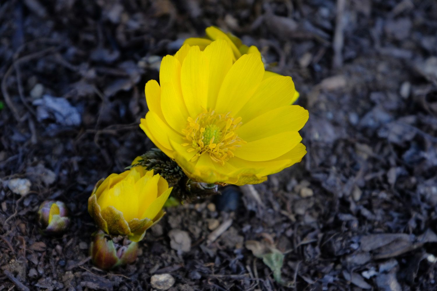 クイズ正解発表 植物園の花２ 南風のメッセージ 楽天ブログ