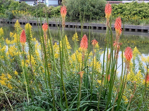 トリトマ (1).JPG