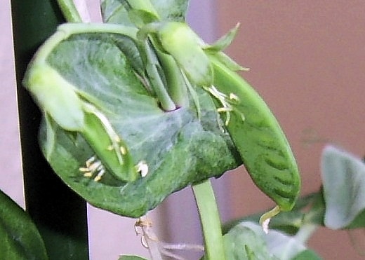 PIC_0001.JPG