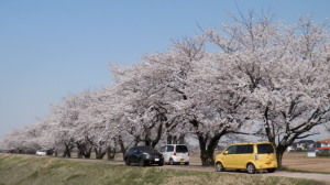 桜並木　2　4.9　2014