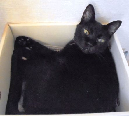 黒猫クロさんの表情 猫と喰いものと創作同人の日々 楽天ブログ