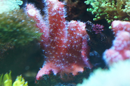 2015_0312ﾎﾝﾀｺ､ﾁﾁﾞﾐ､ｳﾐｲﾁｺﾞ0012.JPG