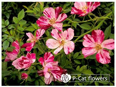 一重の絞りの薔薇 風花火 お花爆弾 楽天ブログ