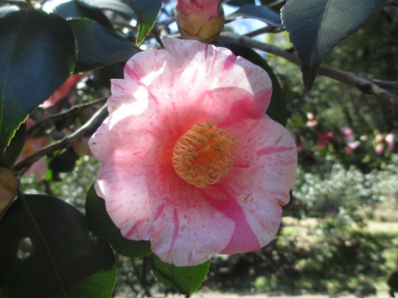 ume_02