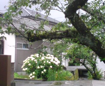 20120608115434.jpg介良のアジサイ.jpg