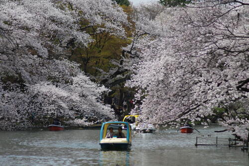 井の頭恩賜公園の桜