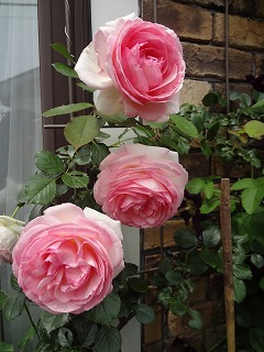 DSC01255.jpg