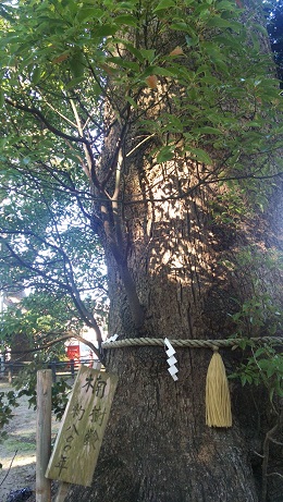 大楠