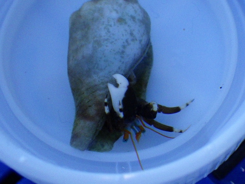 沖縄磯採集2015年11月下旬39　スベスベサンゴヤドカリ（Calcinus laevimanus）