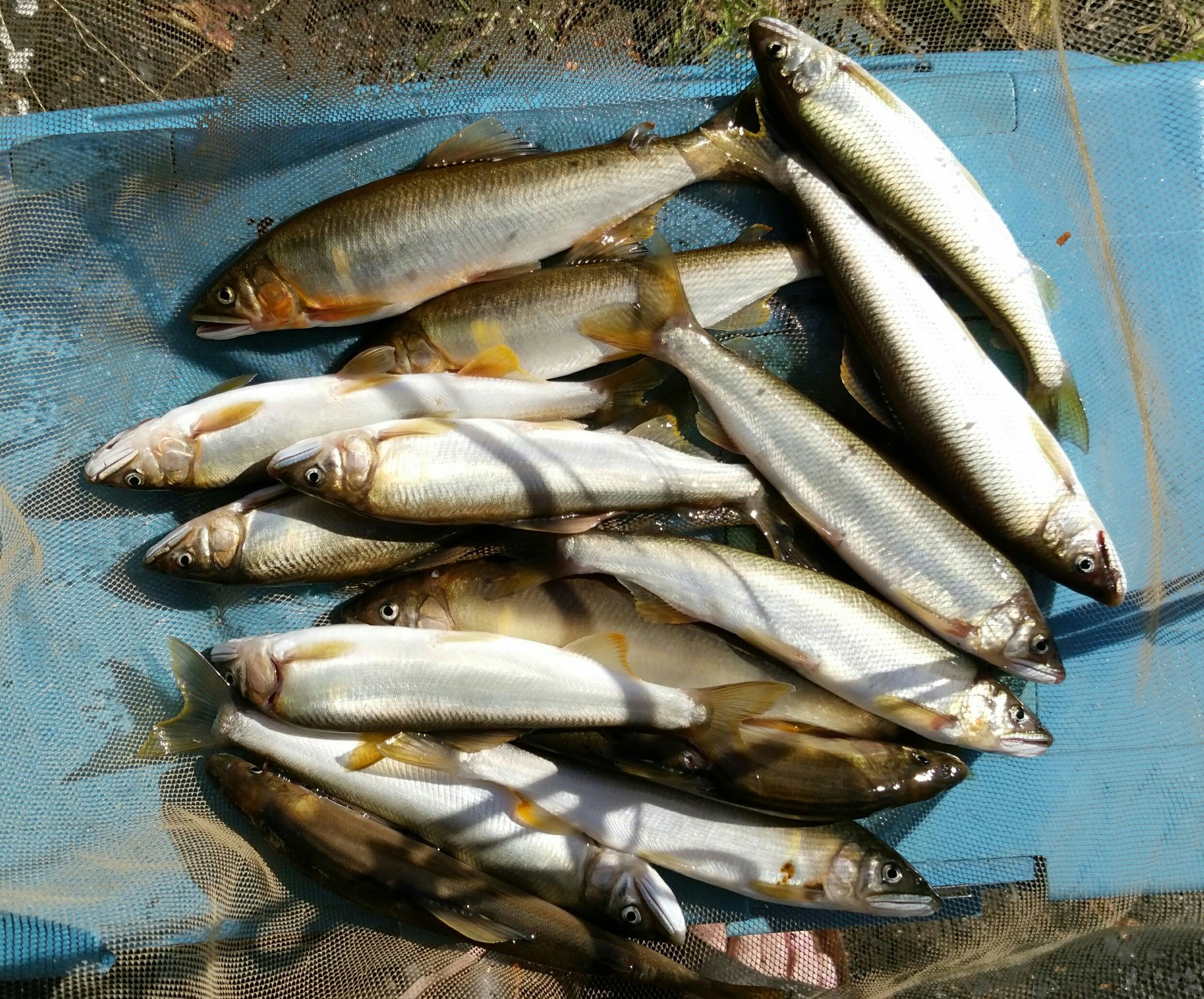 カテゴリ未分類 サクラマスのブログ 楽天ブログ