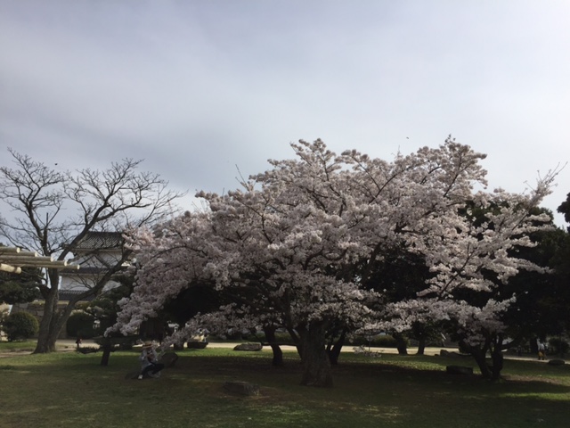 sakura2016.4.5i.jpg