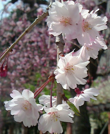 桜
