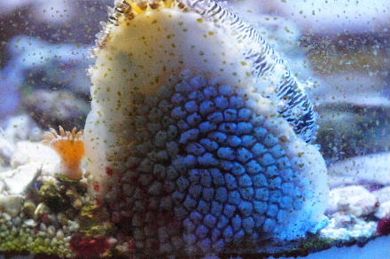 2013_0908ﾊﾅﾋﾞﾗﾀﾞｶﾗｶﾞｲ0001.JPG