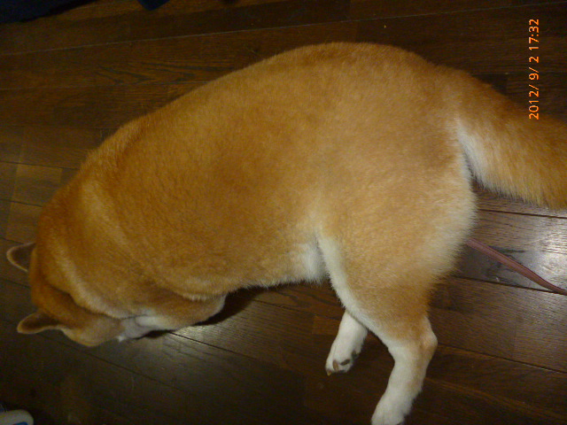 台所犬