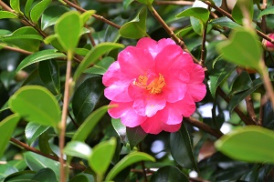 修善寺自然公園