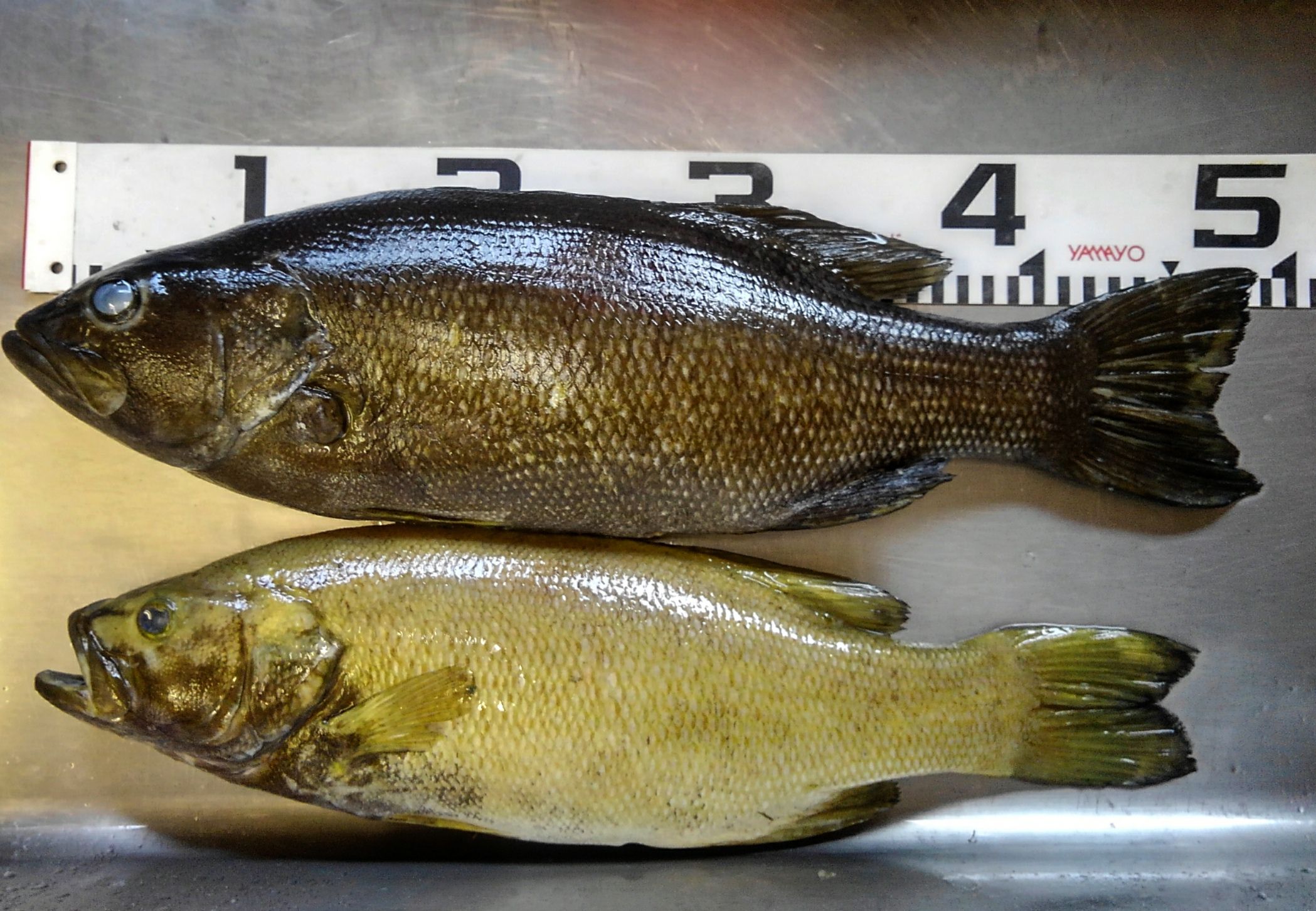 スモールマウスバス | 魚類剥製専門 飛魚丸 かびちゃん！！ - 楽天ブログ
