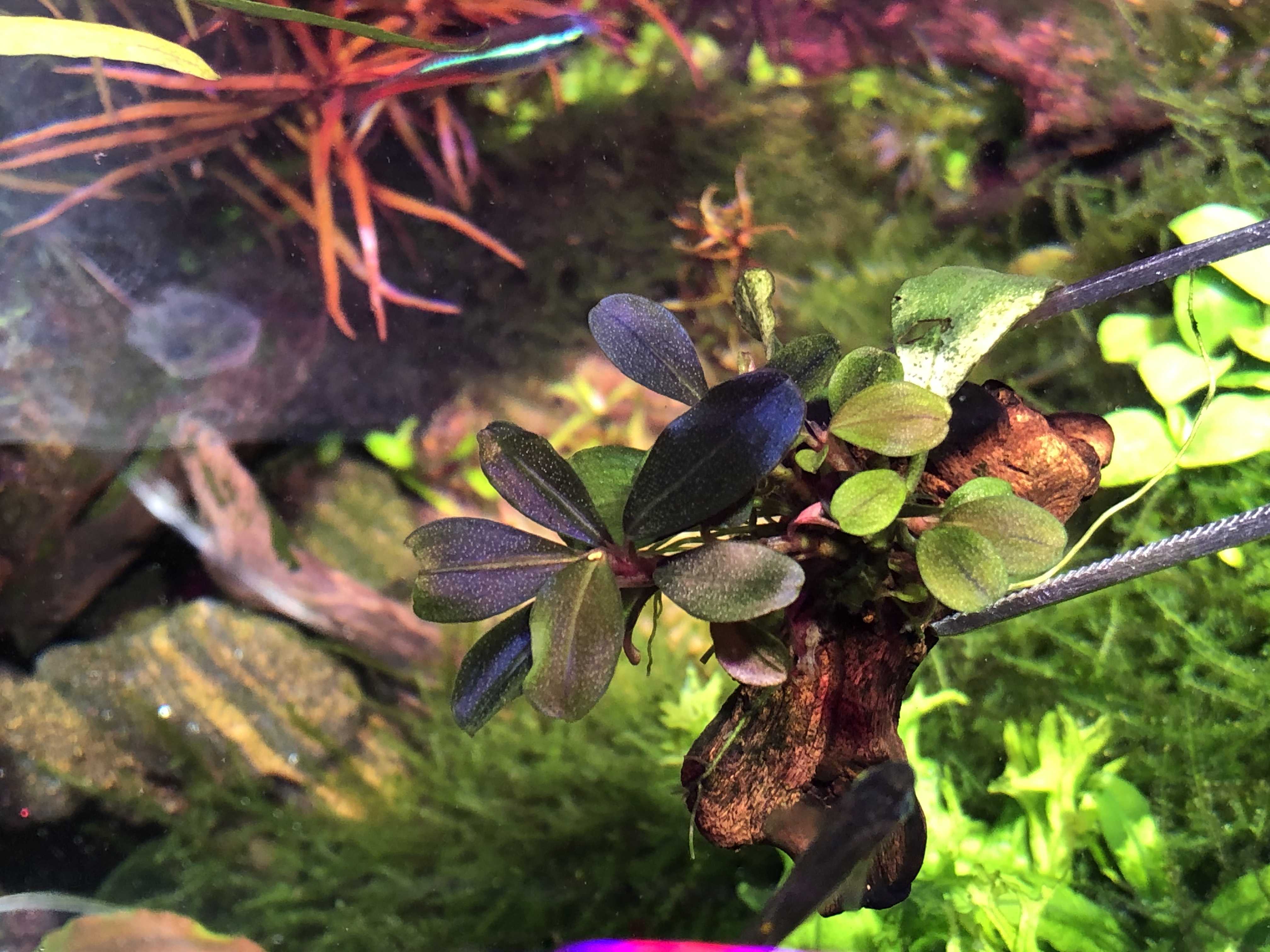 送料無料商品の通販 Bucephalandra sp. Magician】株分け後の変化 | ～ HOBBY LIFE 水草