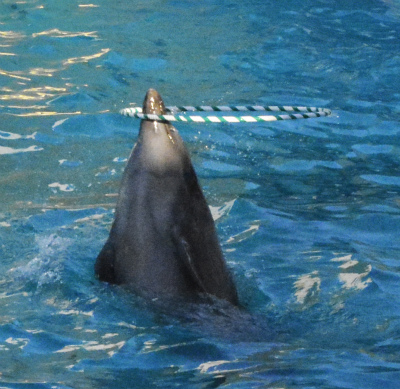 須磨水族館79