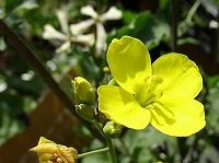 誕生花のないルッコラの花言葉 私に振り向いて 咲き競う白い花の 競争 弥生おばさんのガーデニングノート 花と緑の365日 楽天ブログ