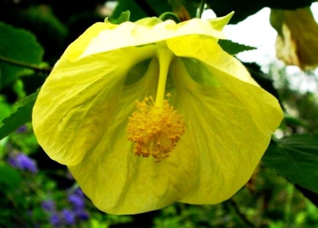 アブチロンの花 花と蕎麦とリハビリと 楽天ブログ